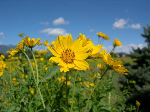 Yellow flower closeup