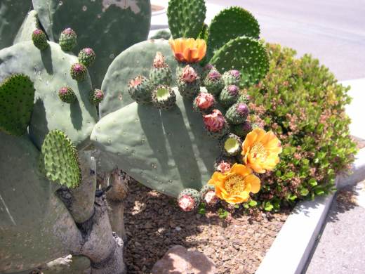 Cactus flowers