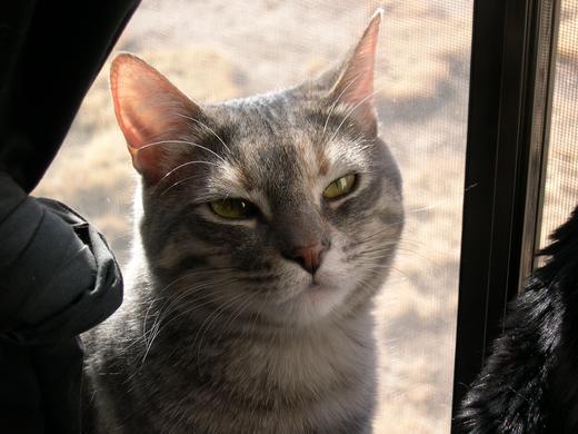 Gracie in the window