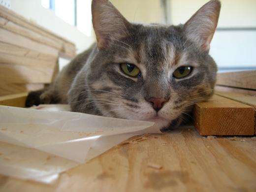 Gracie relaxes on Paul's workbench