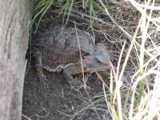 Horned toad