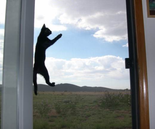 Heidi on screen door