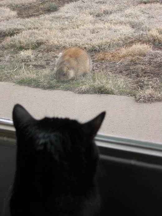 Heidi watching a prairie dog