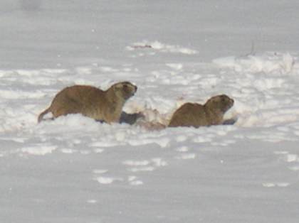 Prairie dogs in snow