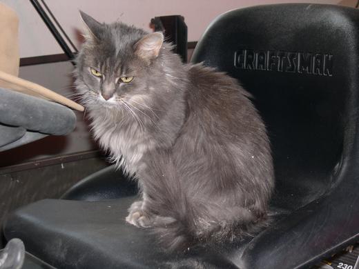 Stormie the cat sits on the garden tractor