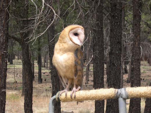 owl on perch