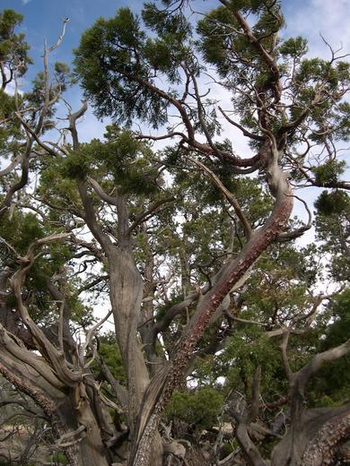 Tree on 
Old Caves Crater