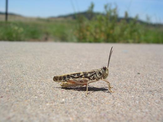 Grasshopper