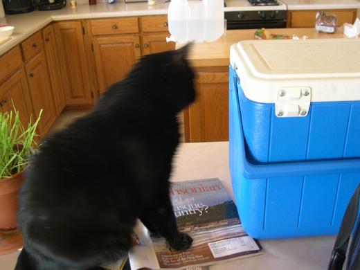 Heidi and the ice chest