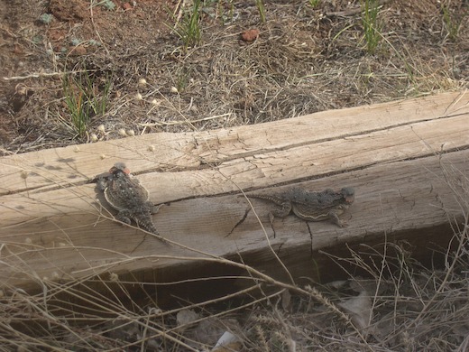 Horned Toads