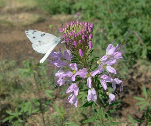 White 
butterfly